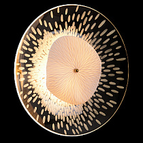 Бра Crystal Lux CONTESSA AP2.1